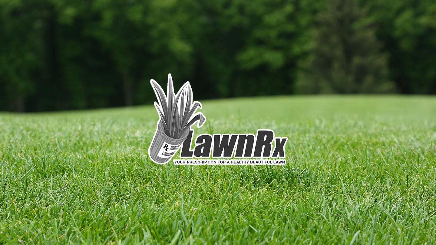 A well maintained lawn with green grass with Lawn RX logo in center